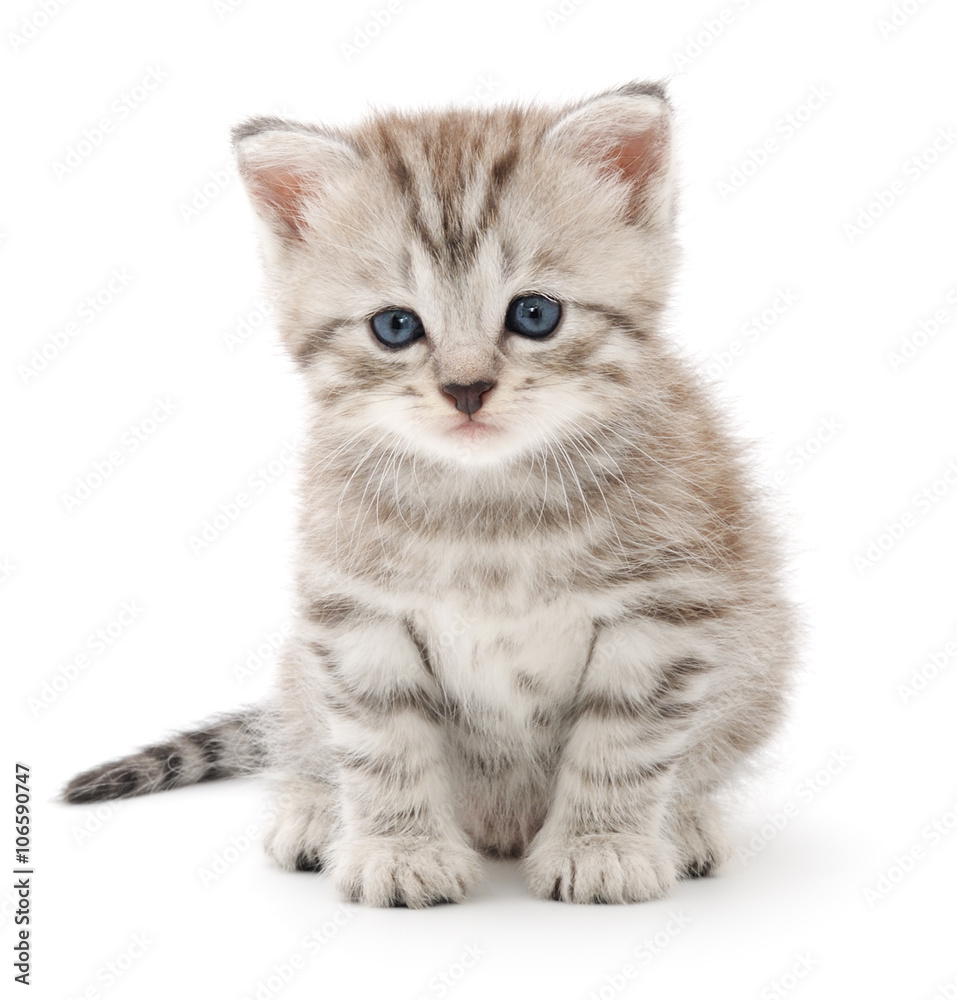 Kitten on a white background