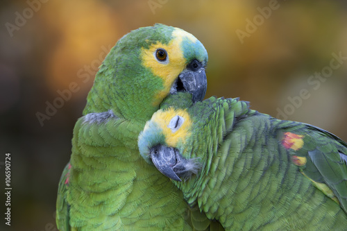 Retrato de una pareja de loros