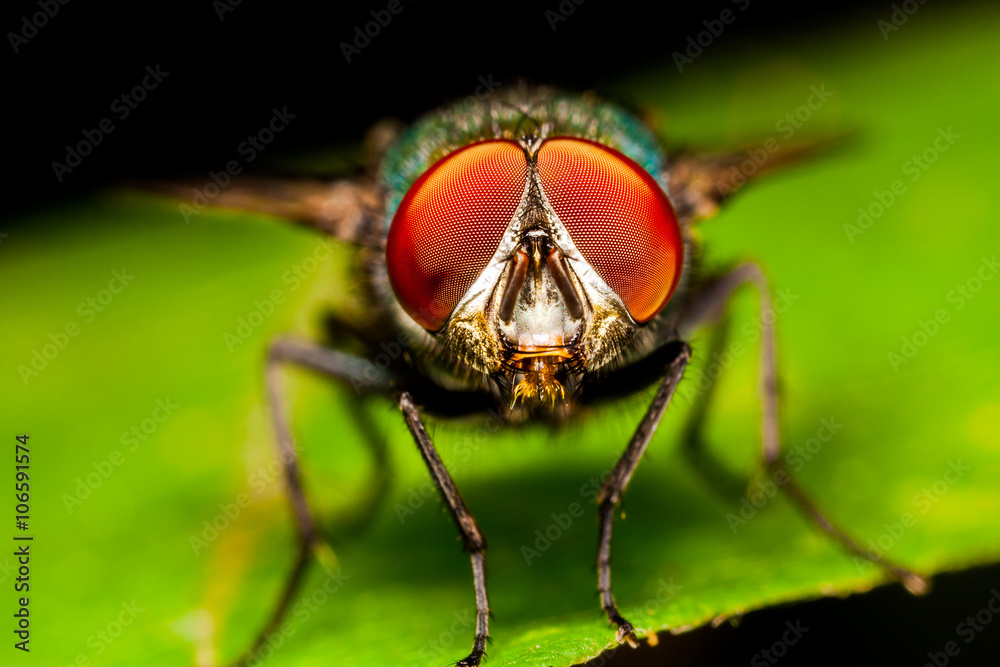 Fototapeta premium Fly portrait