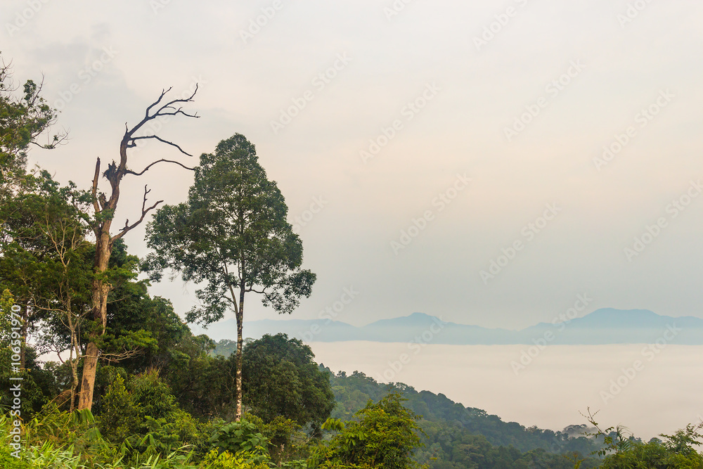 Obraz premium Morning fog and tree top in rainforest, KaengKraChan National park