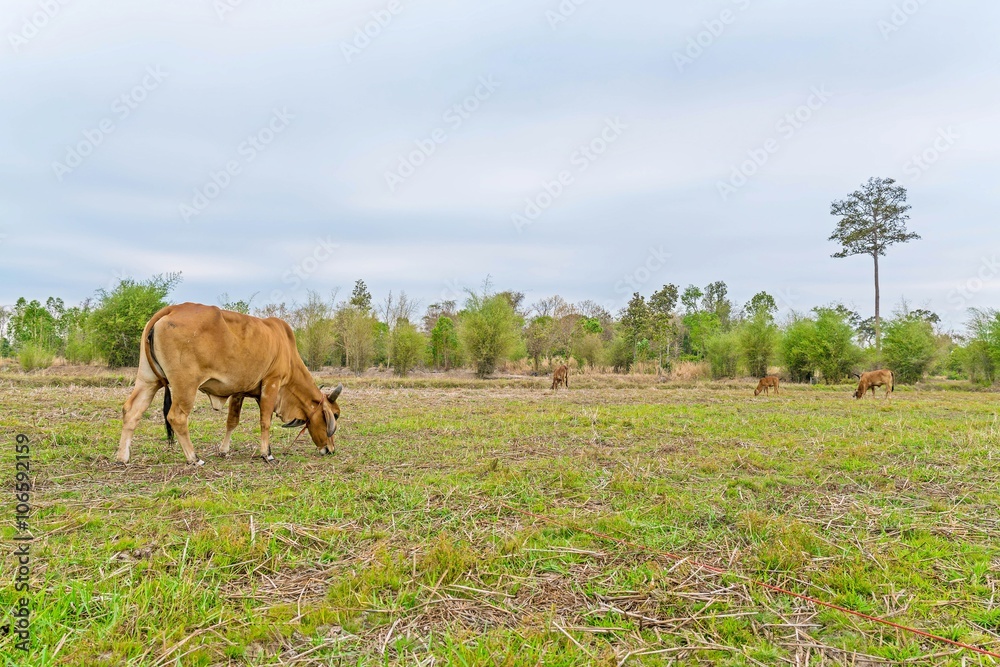 cow on rice field and beautiful trees background with sky - copy space cow on rice field and beautiful trees background with sky - copy space