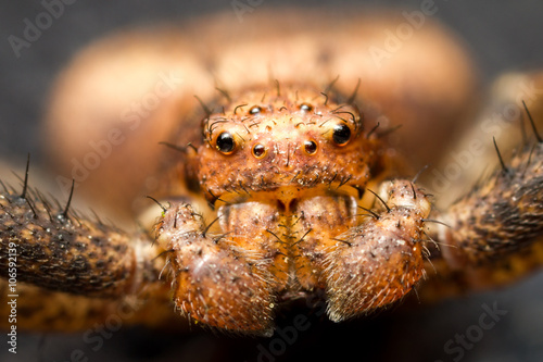 Xysticus spider