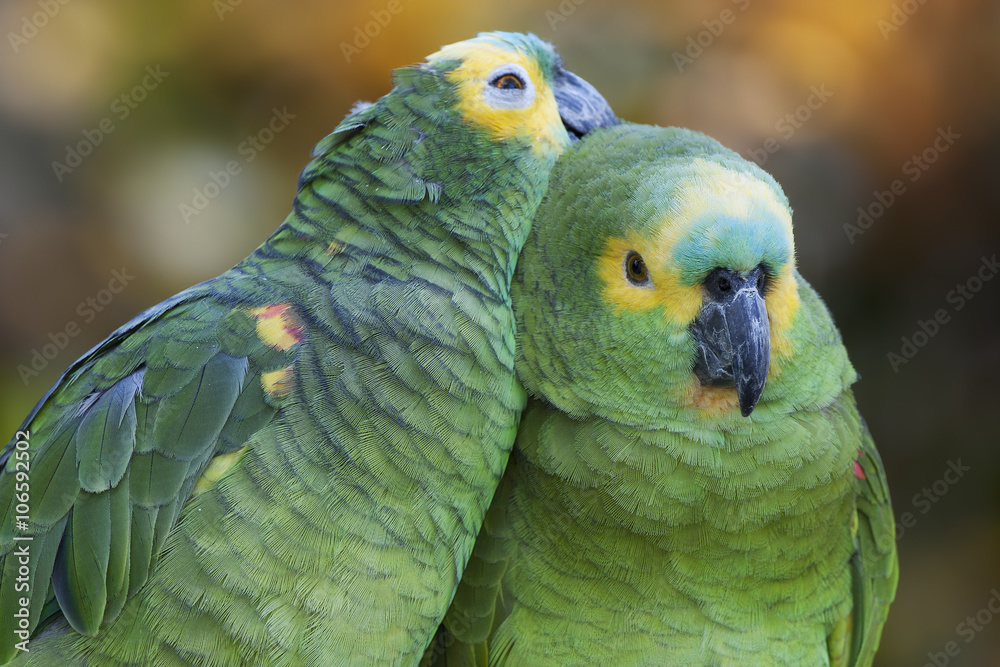 Fototapeta premium Retrato de una pareja de loros