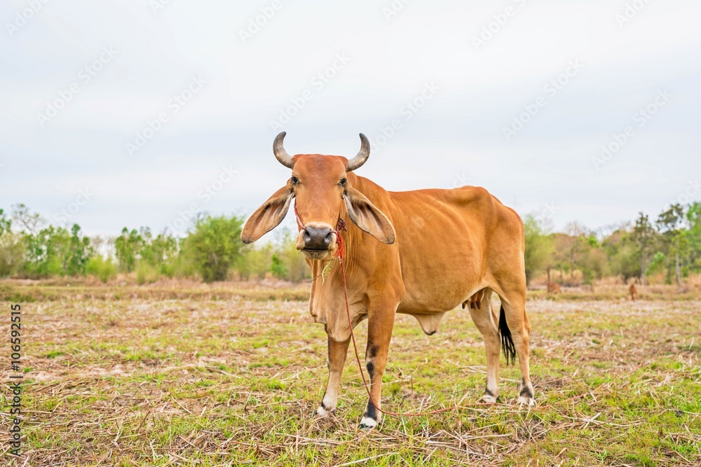 cow on rice field and beautiful trees background with sky - copy space
