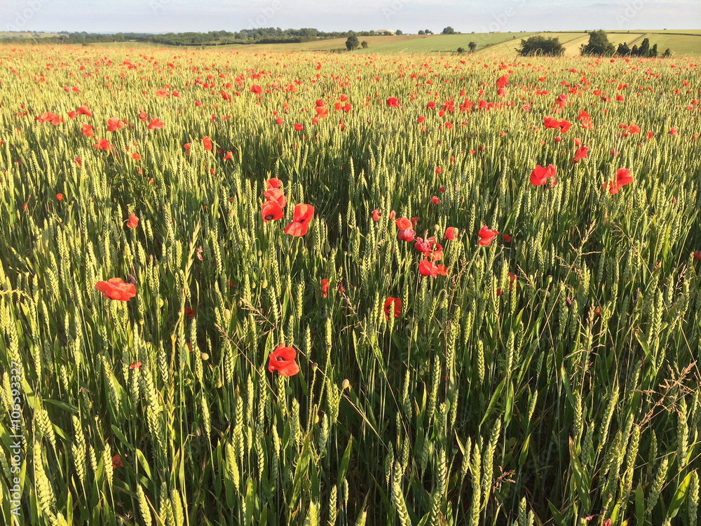 Poppy and Wheat Field