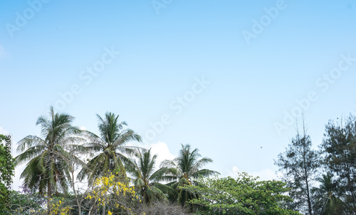 Wallpaper Mural summer on the beach Blue sky with nature background Torontodigital.ca
