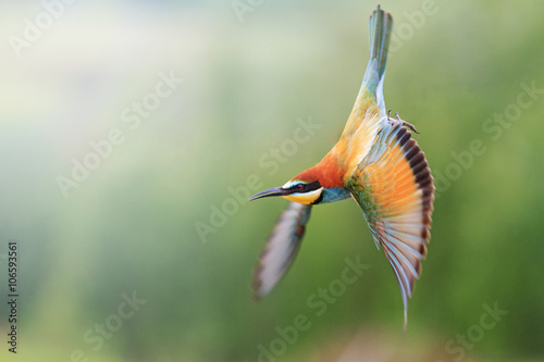 European bee-eater in flight with a green background