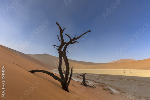 Sand dune and dead camelthorn tree © hannesthirion