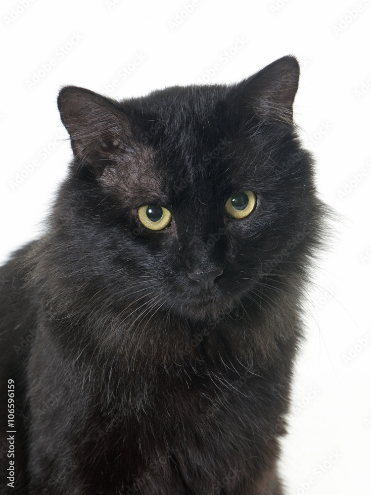 adult black cat