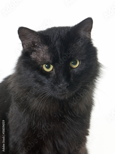 adult black cat