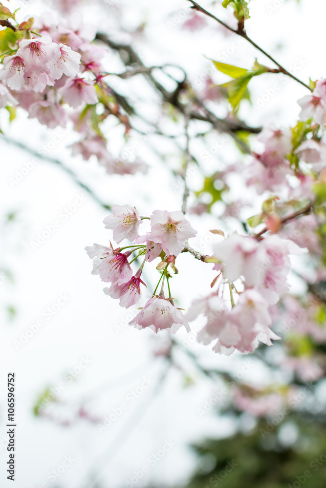 Sweet white cherry blossom flower in Alishan , Taiwan Sweet white cherry blossom flower in Alishan , Taiwan