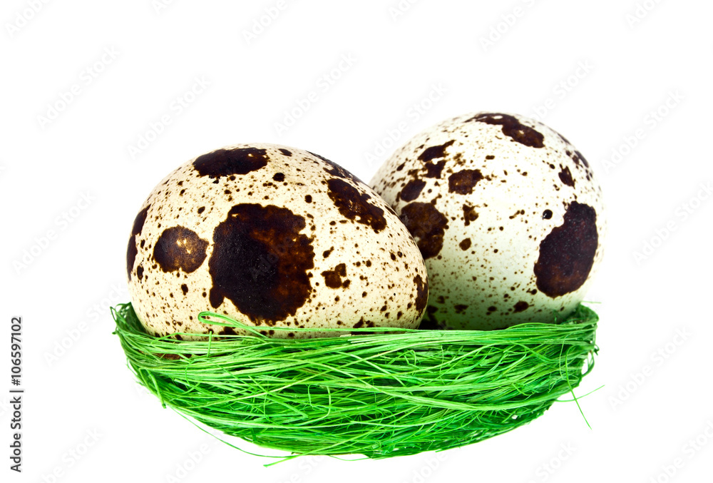 Obraz premium Quail eggs in a green nest on white background