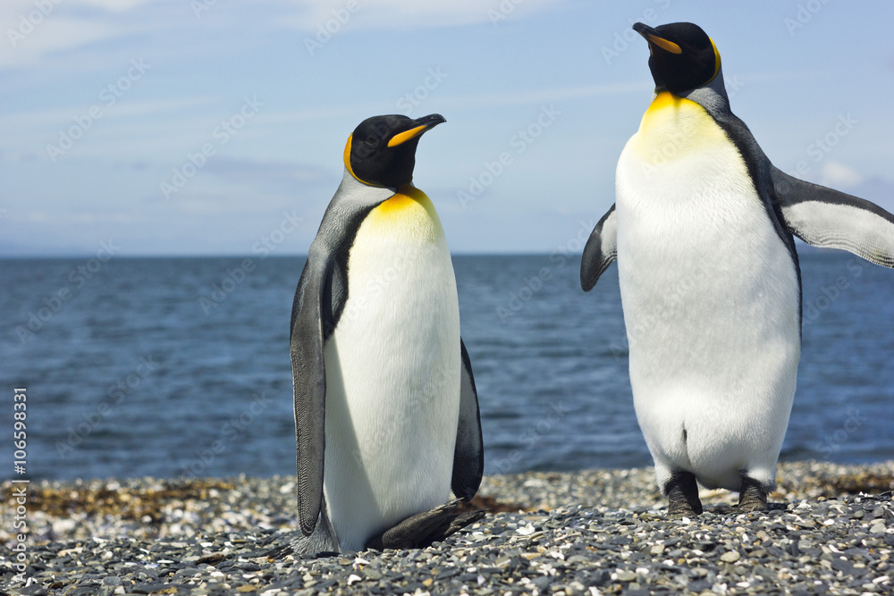 Fototapeta premium two king pinguins near sea