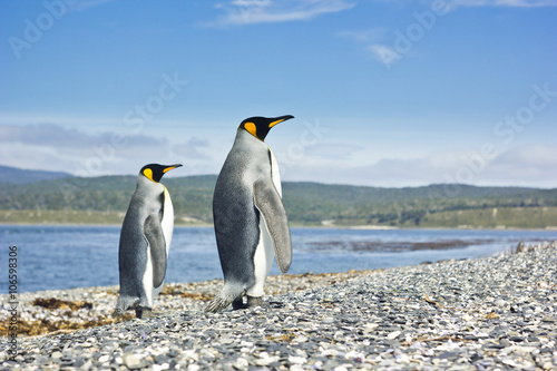 two king pinguins near sea going form the camera