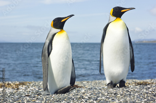 two king pinguins near sea