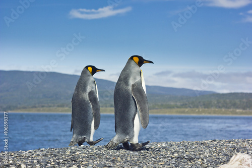 two king pinguins near sea