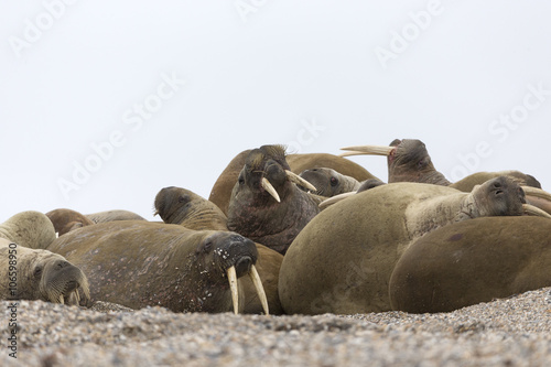 Walrus, Svalbard, Arctic