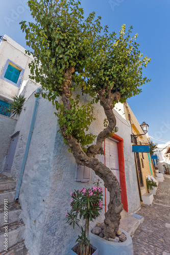 Flowers and white houses in old town of Ermopoli, Syros, Cyclades Islands, Greece photo