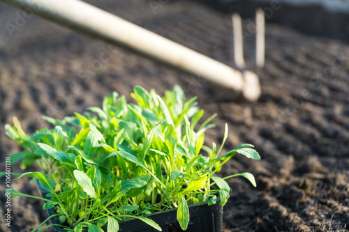 Gardening Rocket
 photo