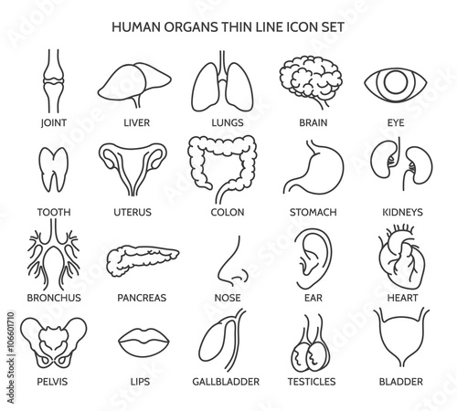 Organ line icons. Human organ signs or human body parts symbols. Tooth and brain line icons, eye and liver symbols. Vector illustration