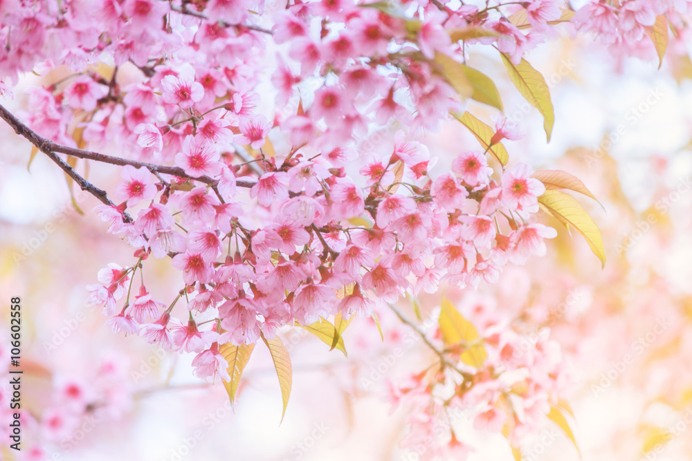 Obraz premium Blurred of Sakura flowers blooming. Beautiful pink cherry blossom in the pastel color style for background.