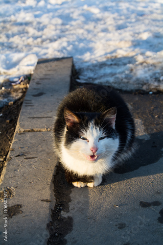 dirty cat