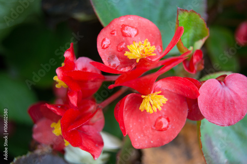 exotic plant