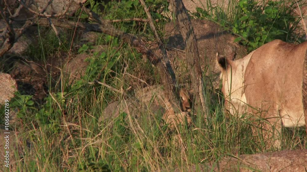 Lioness (Panthera leo) looking at cub Lioness (Panthera leo) looking at cub