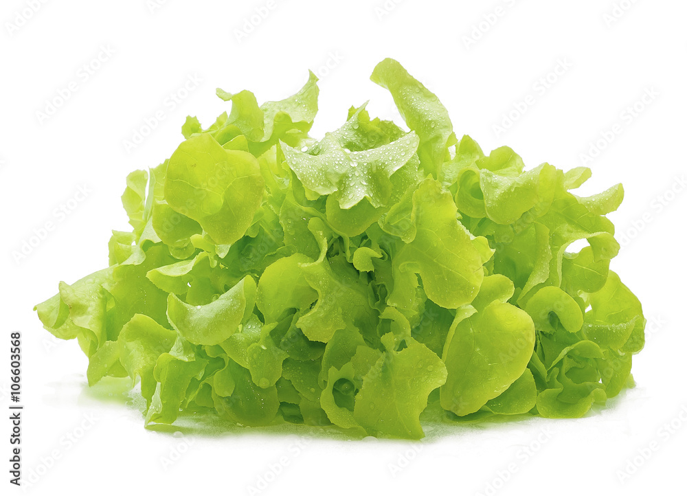 Green oak lettuce with water drops on white background. Green oak lettuce with water drops on white background.