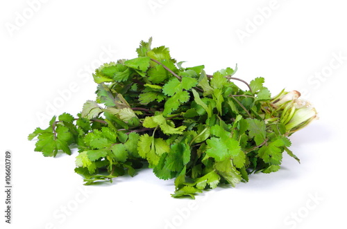 A bunch of fresh coriander isolated closeup