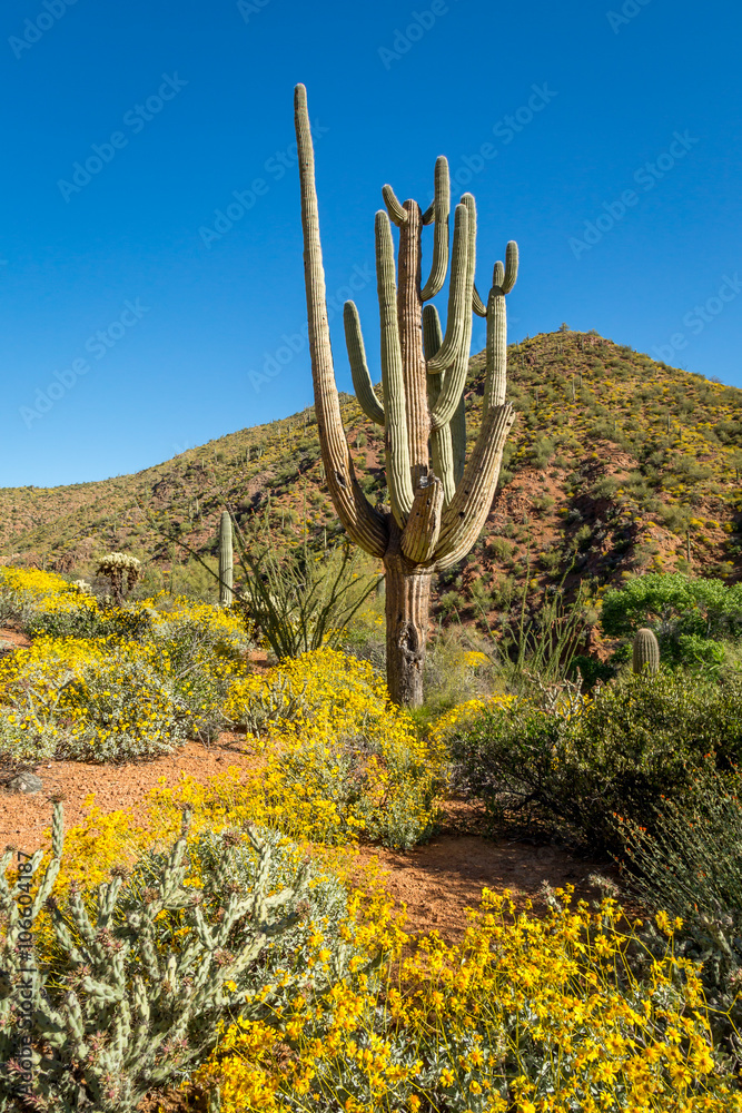 Apache Lake Landscapes Arizona.
