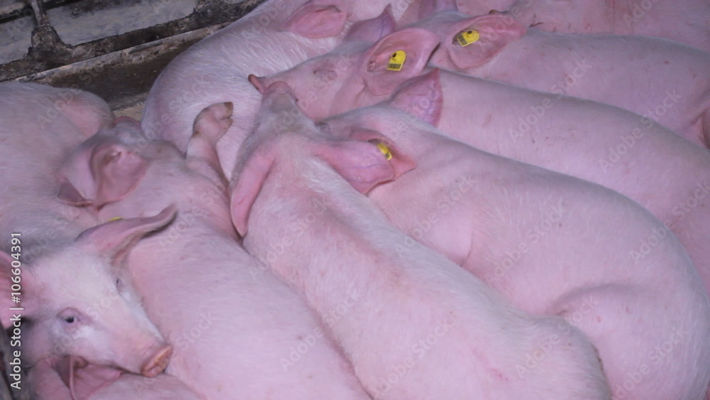 Pig Farm Pig Farm