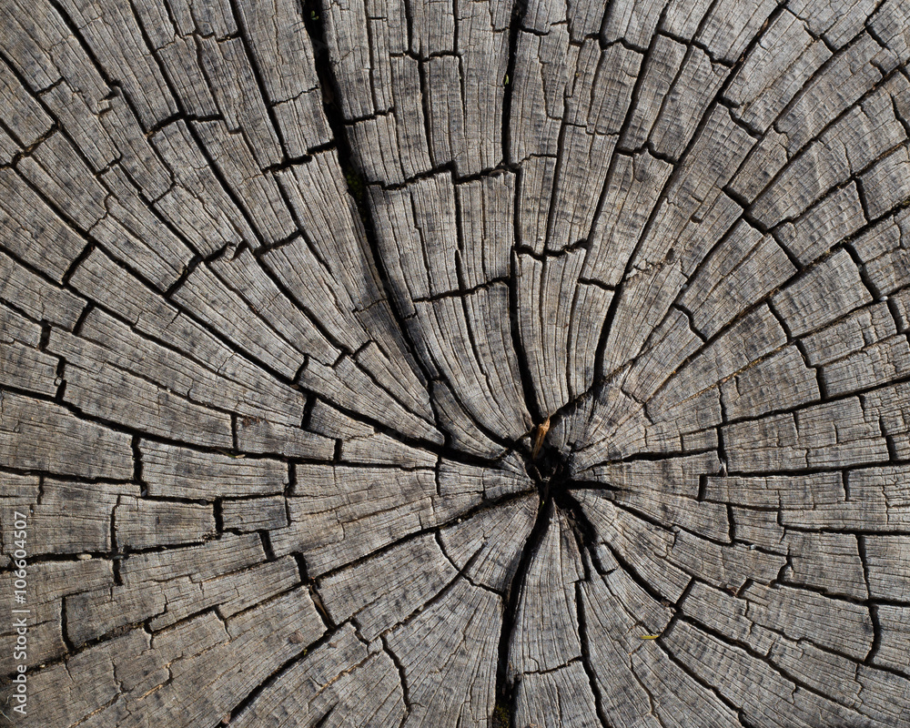Fototapeta premium Macro wood texture on old city pavement