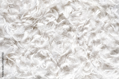 Background texture of soft white bird feathers photo