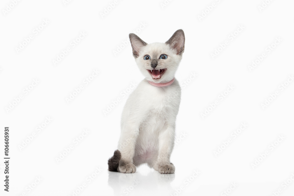 Kitten. Thai cat on white background