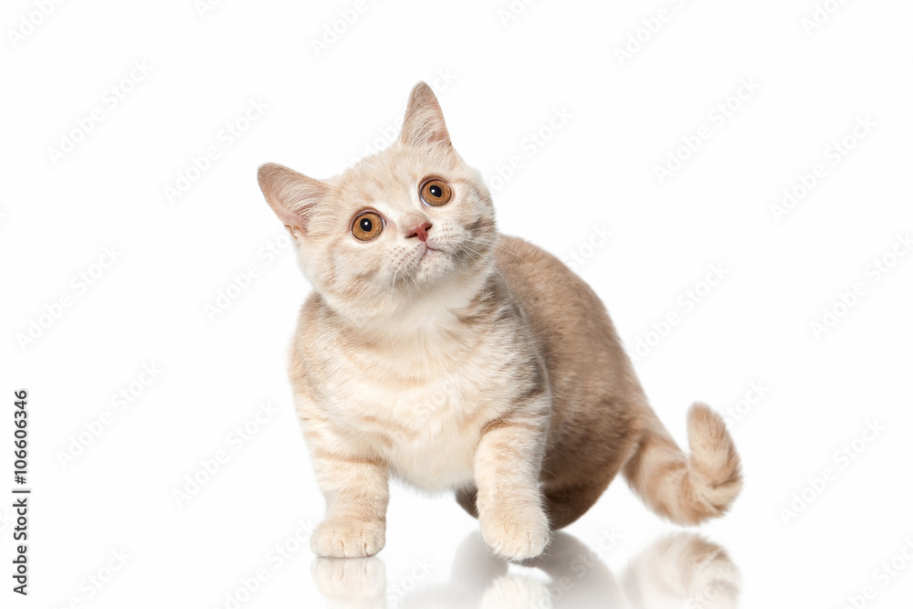 Cat. Small red cream british kitten on white background