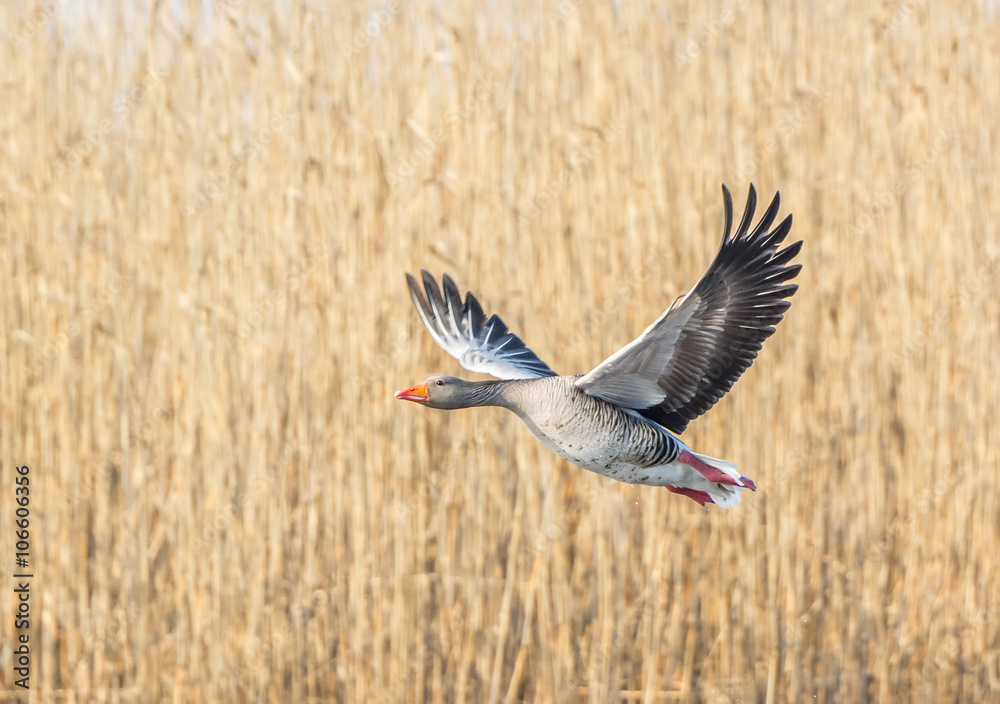 Greylag goose Greylag goose