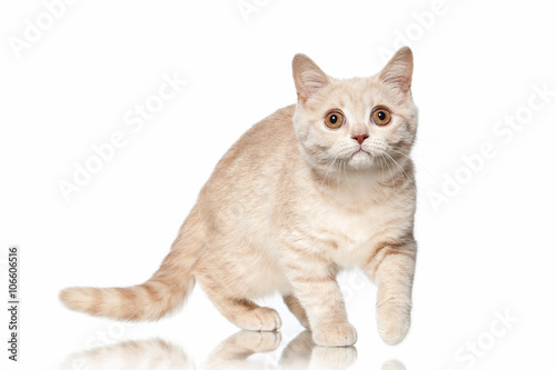 Cat. Small red cream british kitten on white background © dionoanomalia