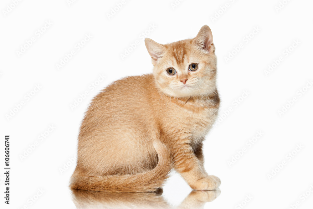 Cat. Small red british kitten on white background