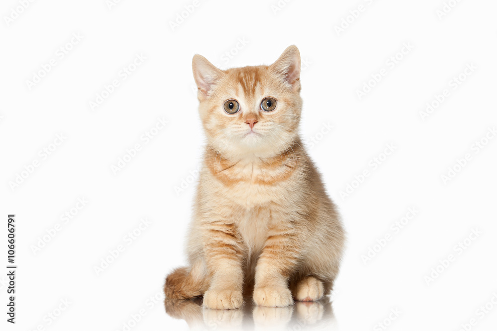 Cat. Small red british kitten on white background Cat. Small red british kitten on white background