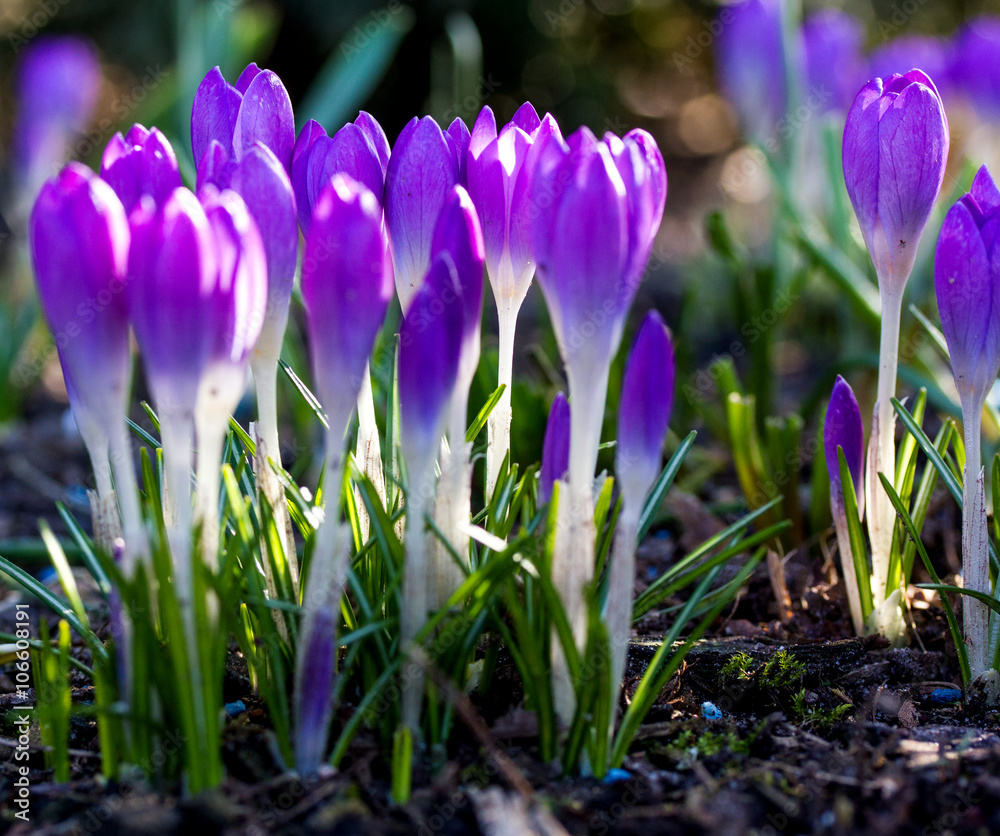  purple crocus flowers in spring