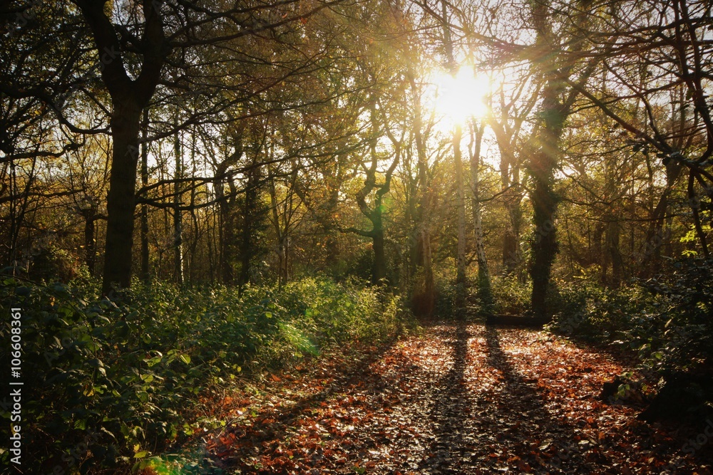 Obraz premium Autumn woodland sunlight