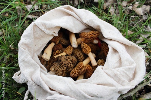 Fresh colected morels.