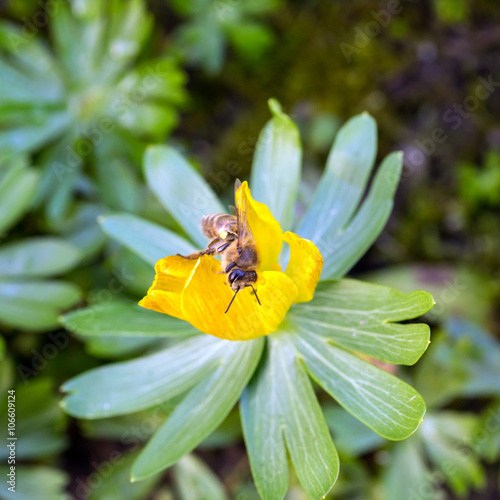 Bee pollinating