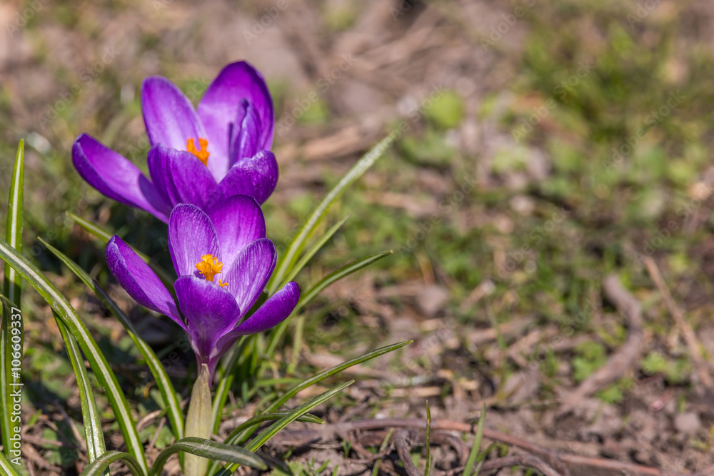 Crocus flowers came out blooming after a snow melted early spring background. Crocus flowers came out blooming after a snow melted early spring background.