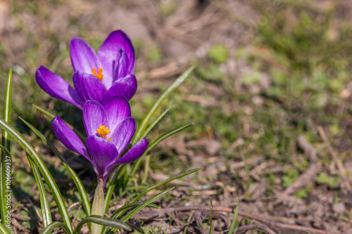 Crocus flowers came out blooming after a snow melted early spring background.