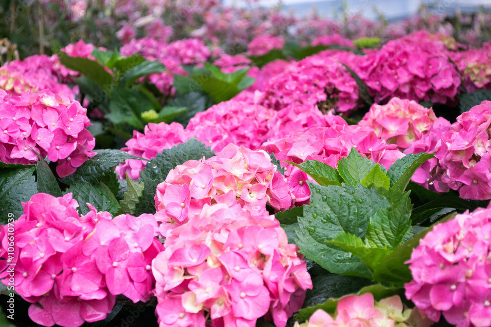 Color of hydrangea Color of hydrangea