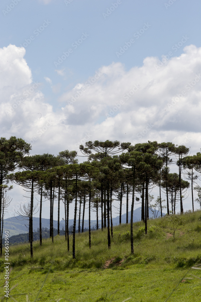 Bucolic landscape with meadows and pine trees