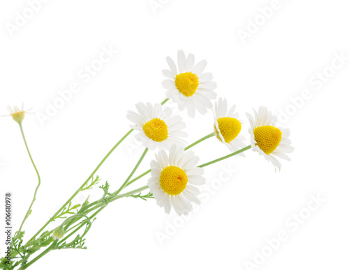 Chamomiles isolated on white background. without shadow photo