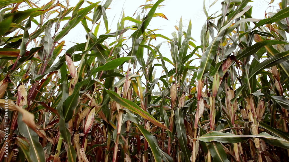 A field of ripe sweet corn A field of ripe sweet corn
